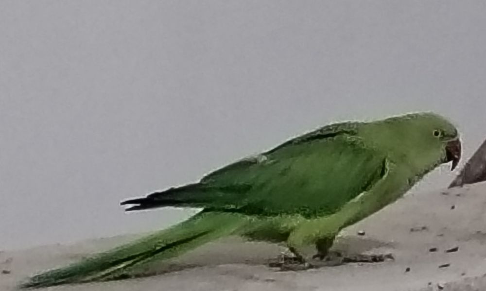 Qush  sotililadi