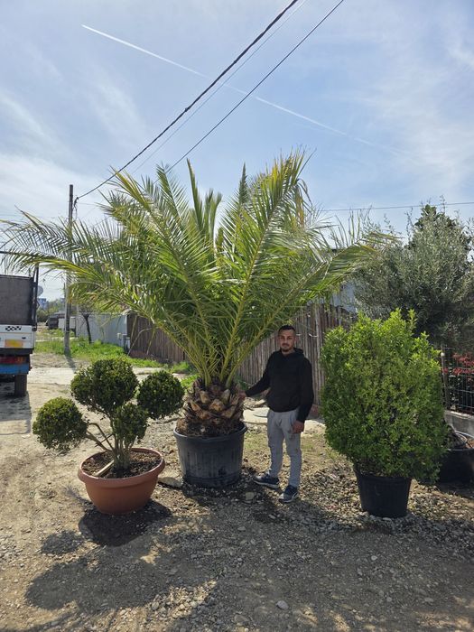 Palmier canariensis