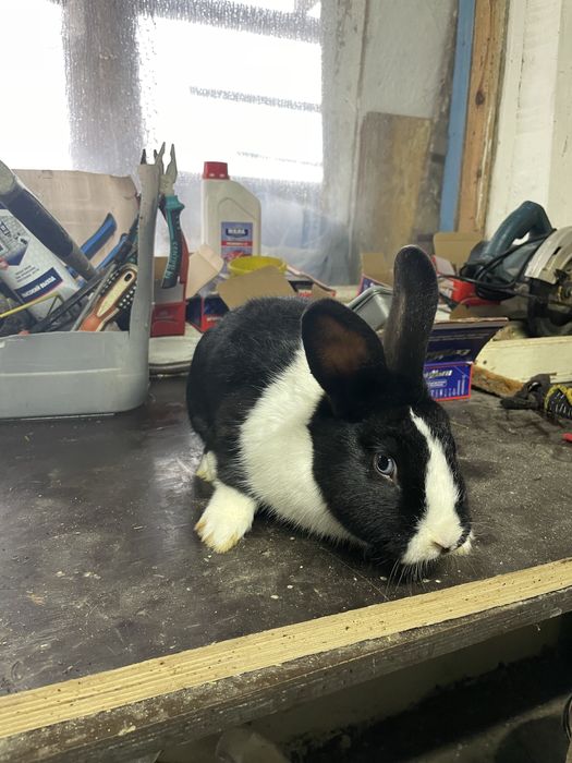 Продам кроликоков