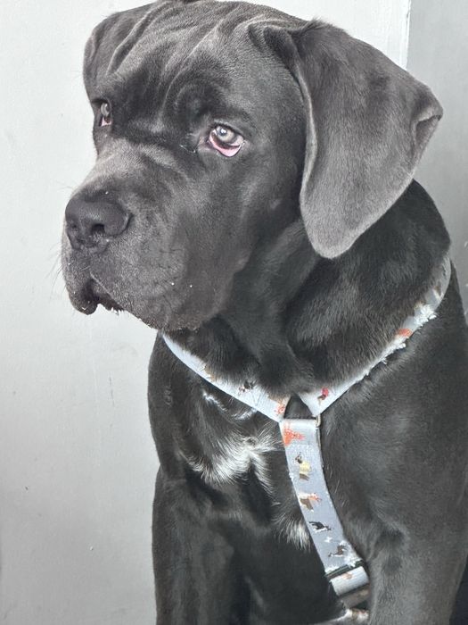 Кане Корсо 5 месеца