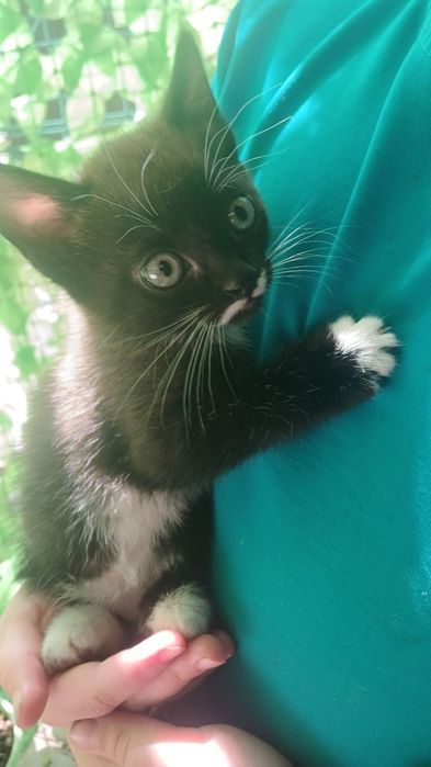 Отдам девочку в добрые руки