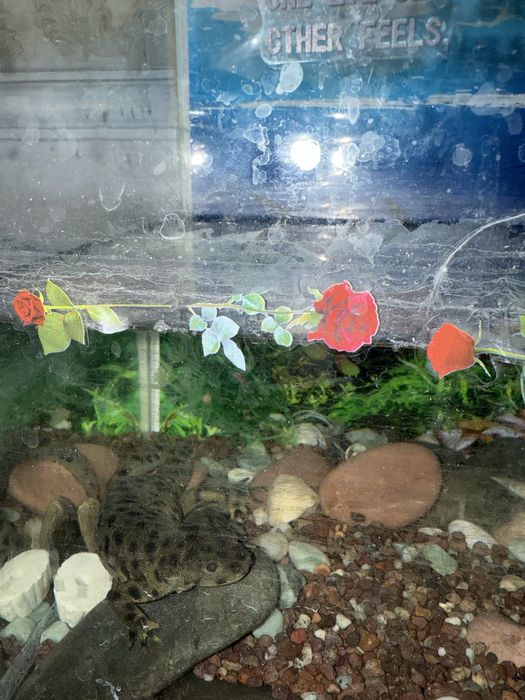 Продам тритона водяного