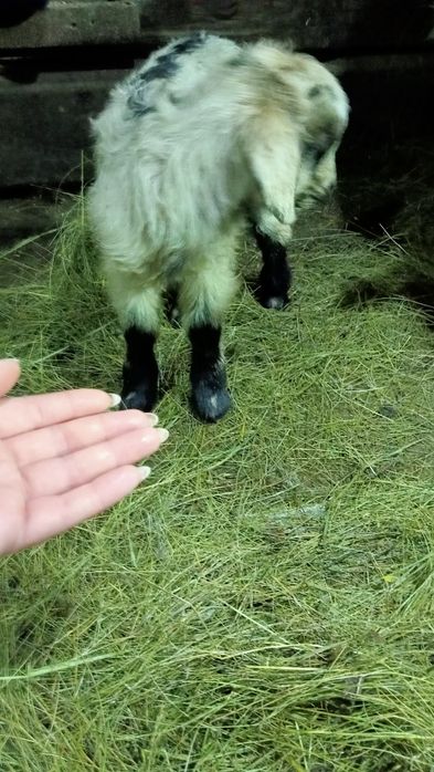 Две козы первородки с козлятами