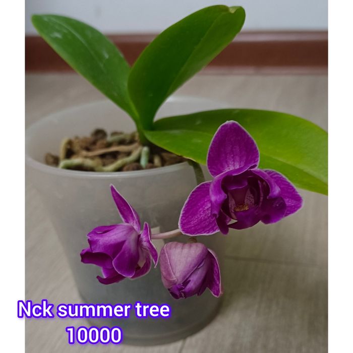 Орхидеи сортовые