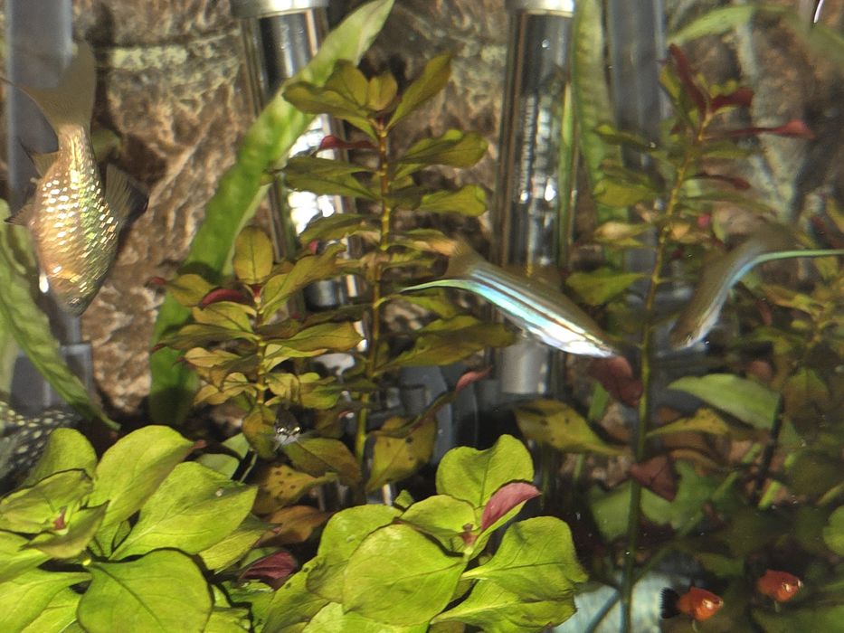 Продам 2 пары зелёных меченосцев.