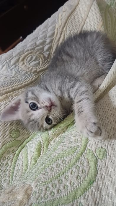 Котенок девочка 1,5 мес