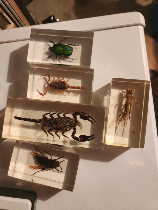 Piese insectar de colecție