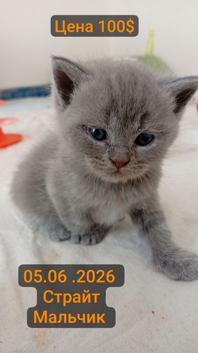 100$Скоттиш страйт мушукчалани корасув Самарканд