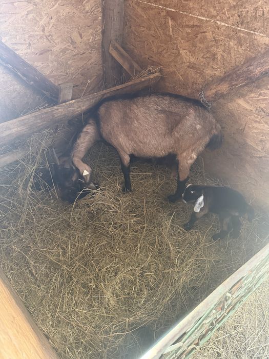 Capra anglonubian cu iezi