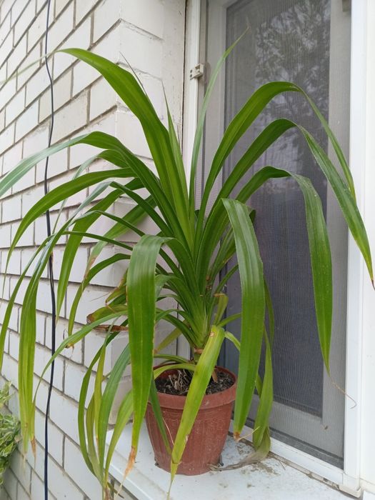 Большой Панданус