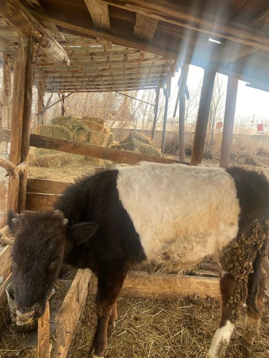 Тайынша сатылады