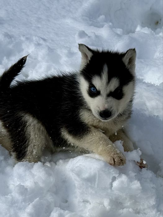 Husky siberian pui