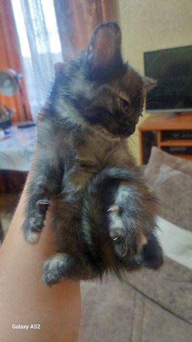 Отдам котят в добрые руки