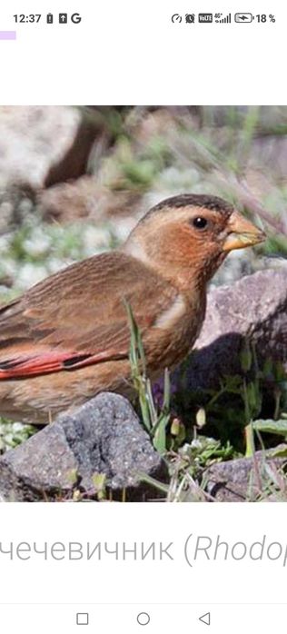 Птица певчая продам