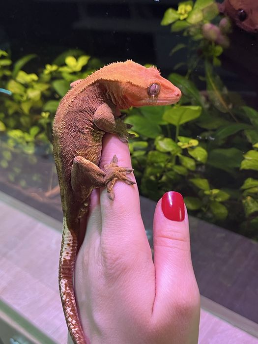 Взрослый самец бананоеда в продаже(бананоед,геккон)