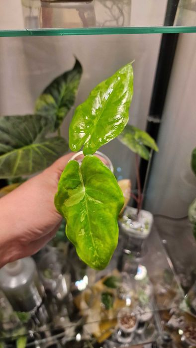 Алоказия форниката