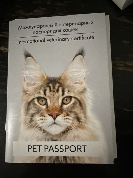 Отдам в хорошие руки кошку
