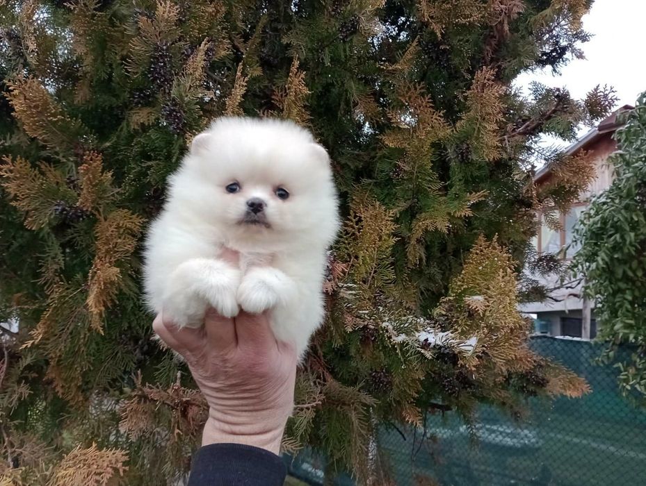 Момиченце! Померан!