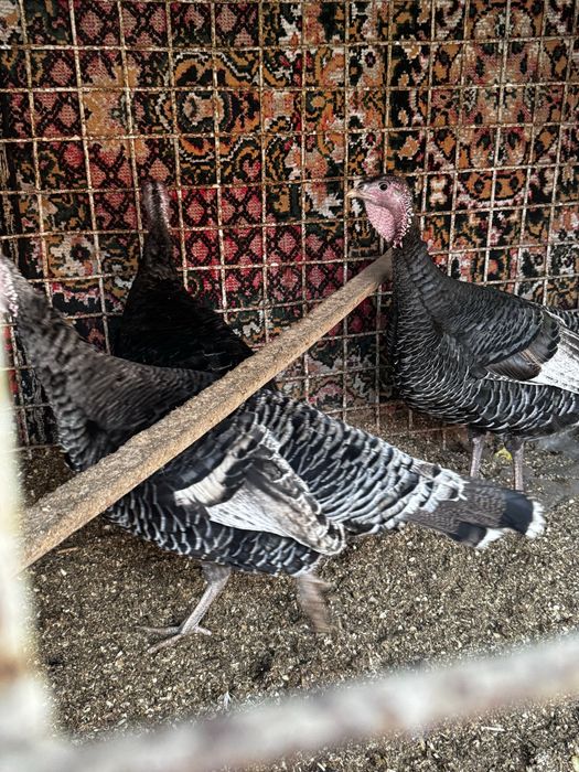 Арзон нархларда товуқлар курка ва хўроз