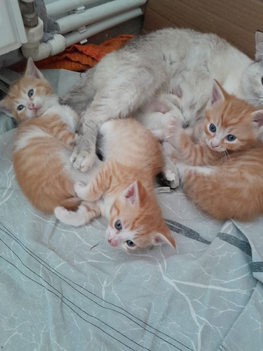 pisicuti dragalsi de iubit si adoptat