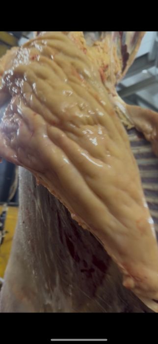 Конина 3500 тг кг