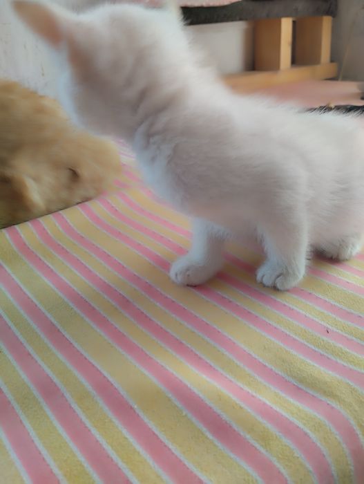 Домашние Котята в добрые руки