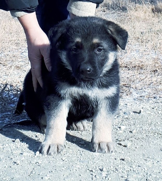 Восточноевропейская овчарка