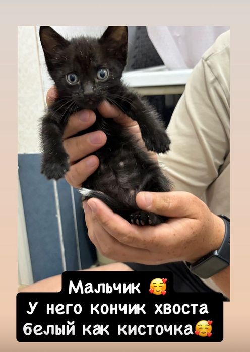 Котята в добрые руки!