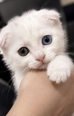 Вислоухие котята
