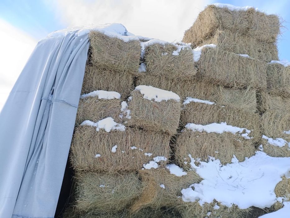 Продам Сено 1200