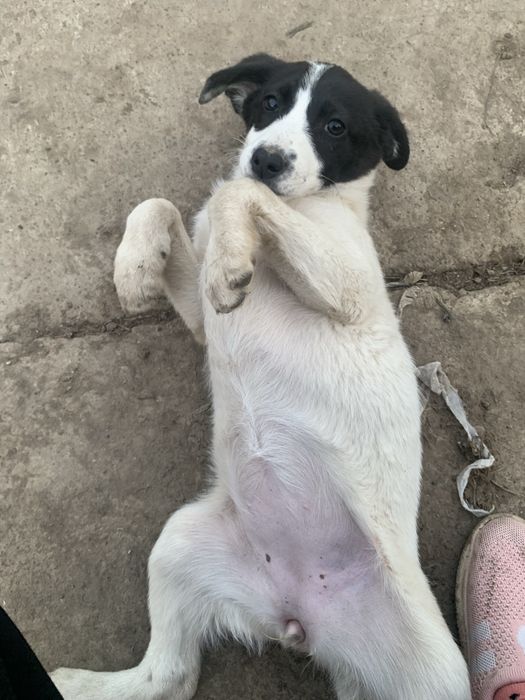 Русский охотничий спаниель щенок девочка:)