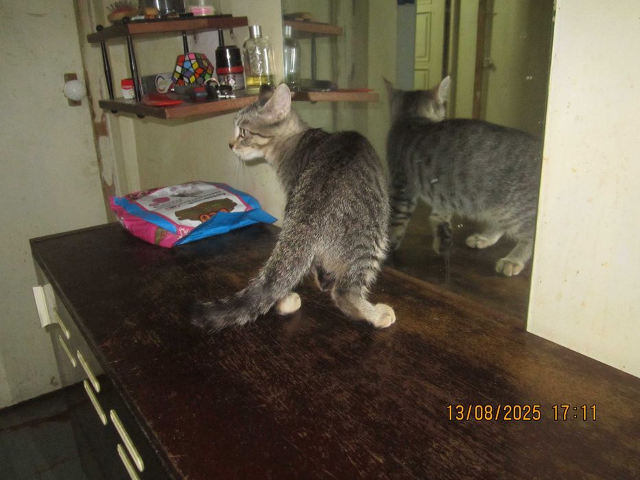 В добрые руки. Смотрите другие объявления автора