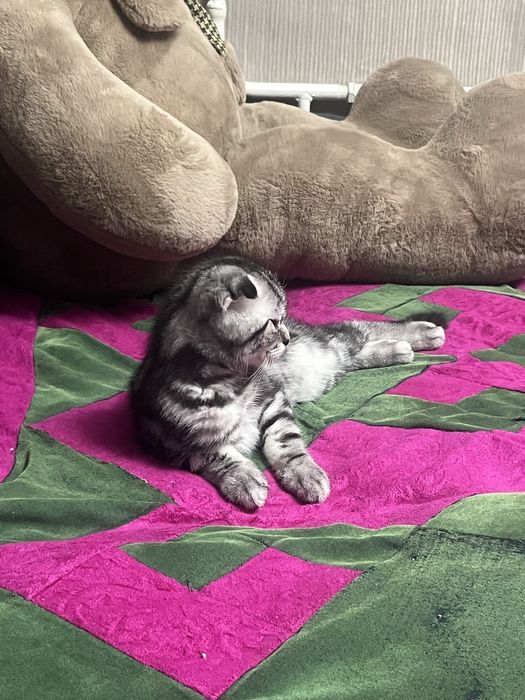 Котенок шотландец