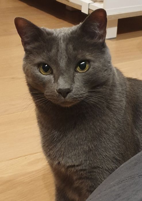 Plimbari/vizite animale de companie