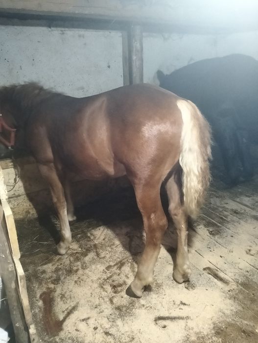 De vânzare mânz de 6 luni