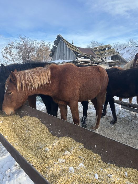 Продаются упитанные тайчики