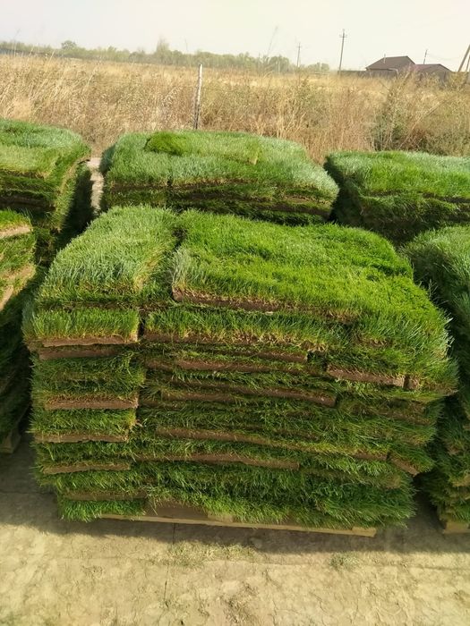 Газон рулонный и посевной