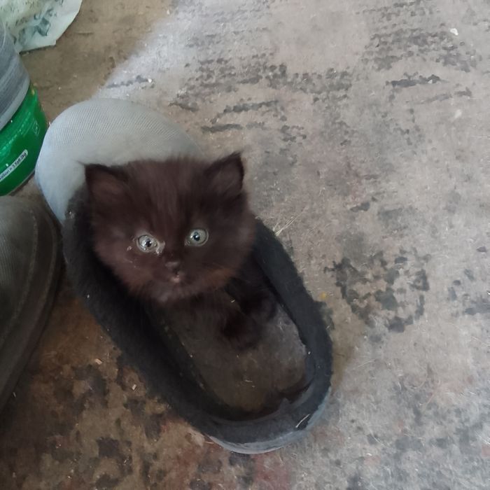 Милашки котята ищут хозяина