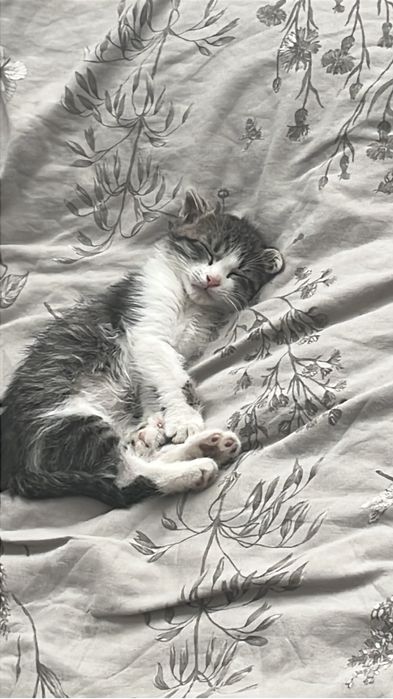 Котёнок 2 месяца