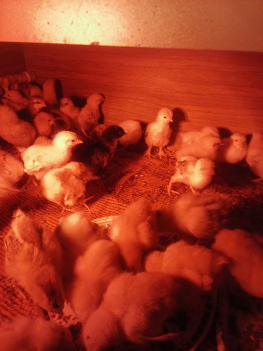 Цыплята домашние