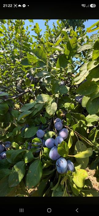 Vand prune pentru tuica