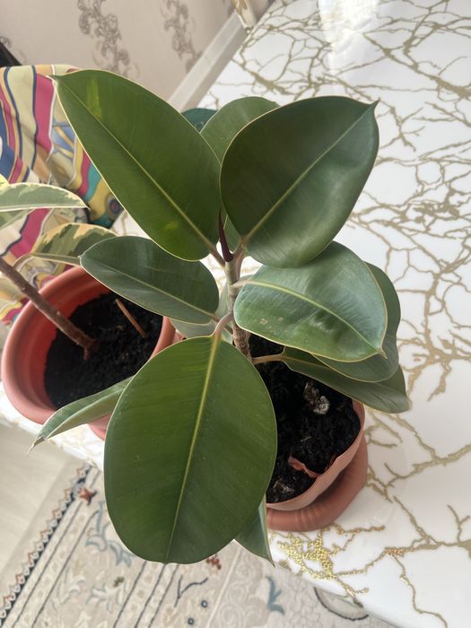 Комнатные цветы 2 штуки