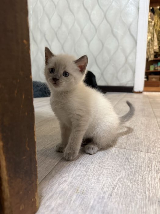 Британские котята
