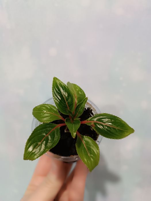 Продам сортовой бальзамин Impatiens.