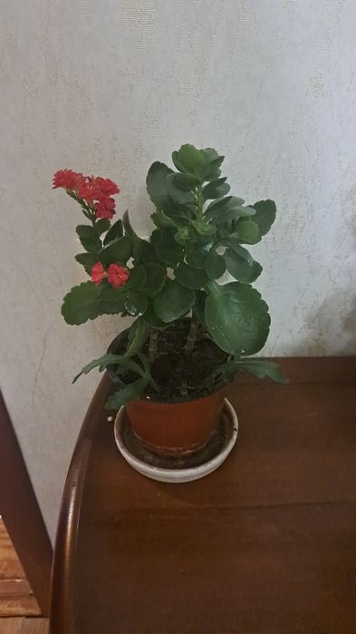 Комнатные цветы разные