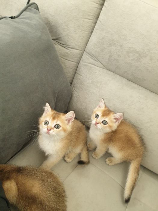 Чистакровная шиншилла  мушукчалар  обученые к лотку кушають супер