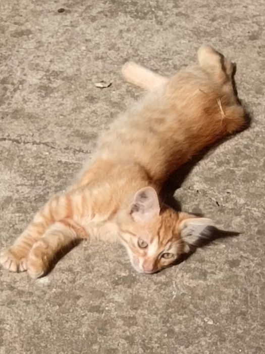 Подарявам мъжко коте
