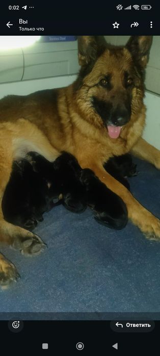 Щенки немецкой овчарки