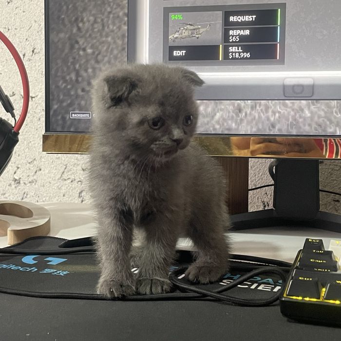 Котёнок Scottish Fold (вислоухий) ищет новый дом