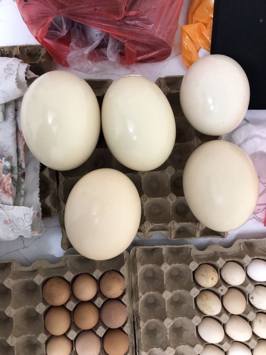 Страус жумырткасы бар